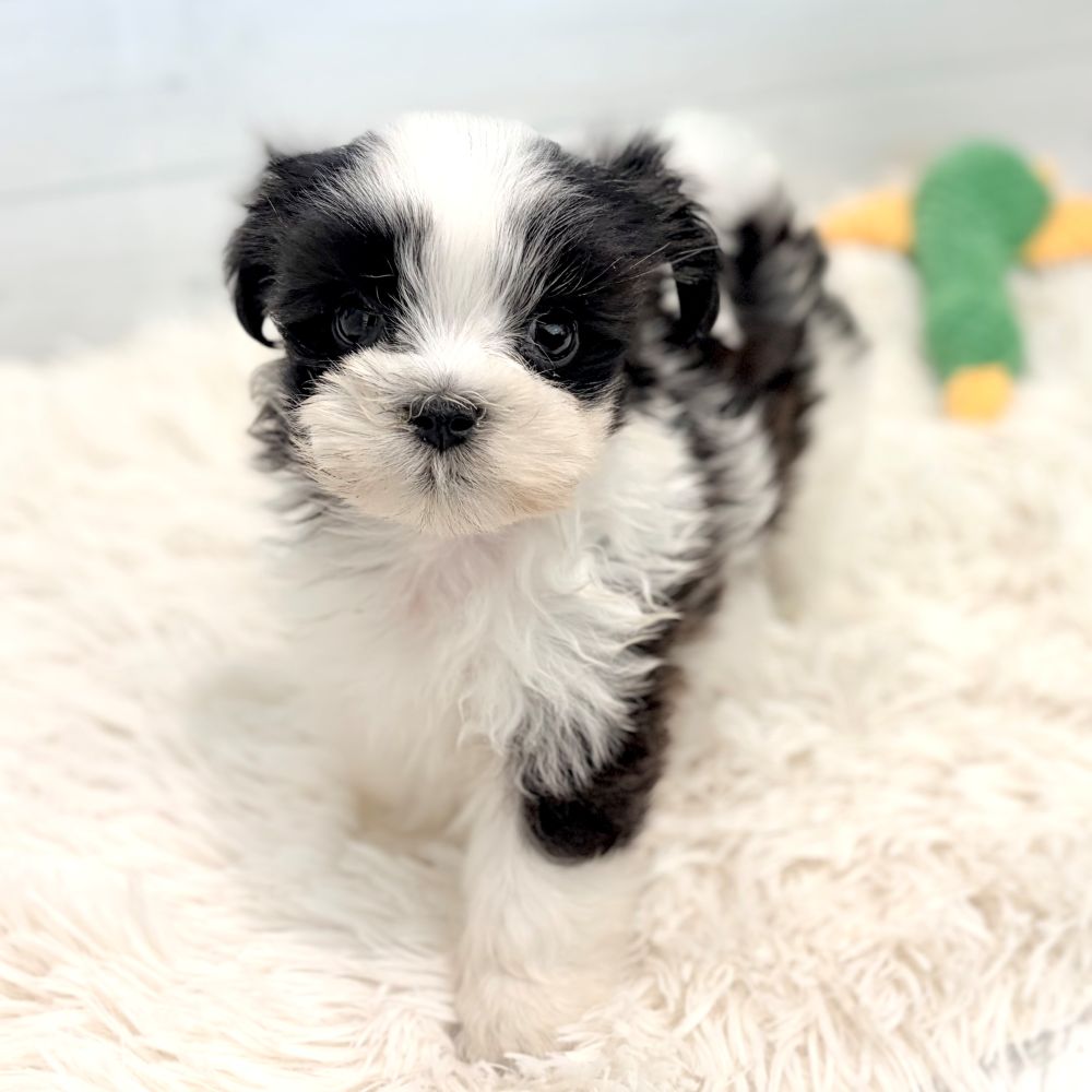 愛知県のマルズー/マルシーズ(マルチーズ×シーズー) (犬の家＆猫の里豊田店/2026年5月17日生まれ/男の子/ブラックホワイト)の子犬の2枚目の画像