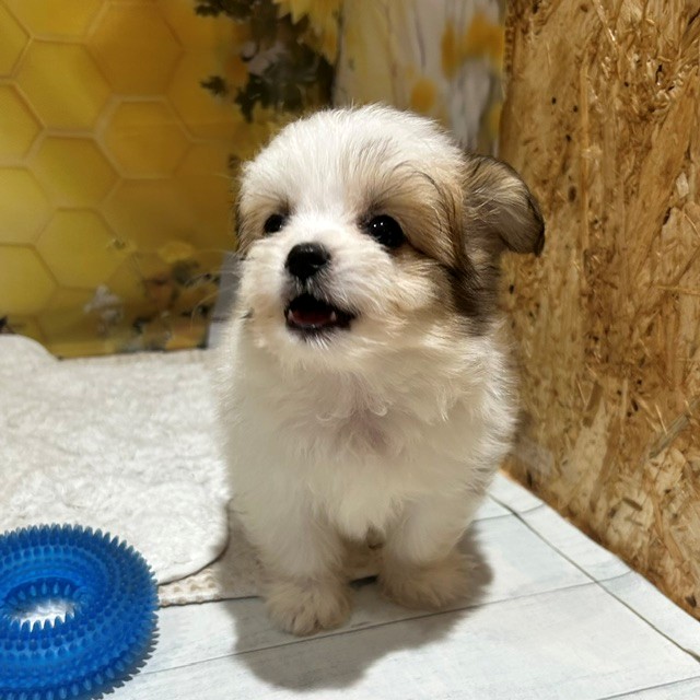 福岡県のハーフ犬・ミックス犬 (犬の家＆猫の里トリアス久山店/2026年5月15日生まれ/男の子/ホワイトレッド)の子犬の2枚目の画像