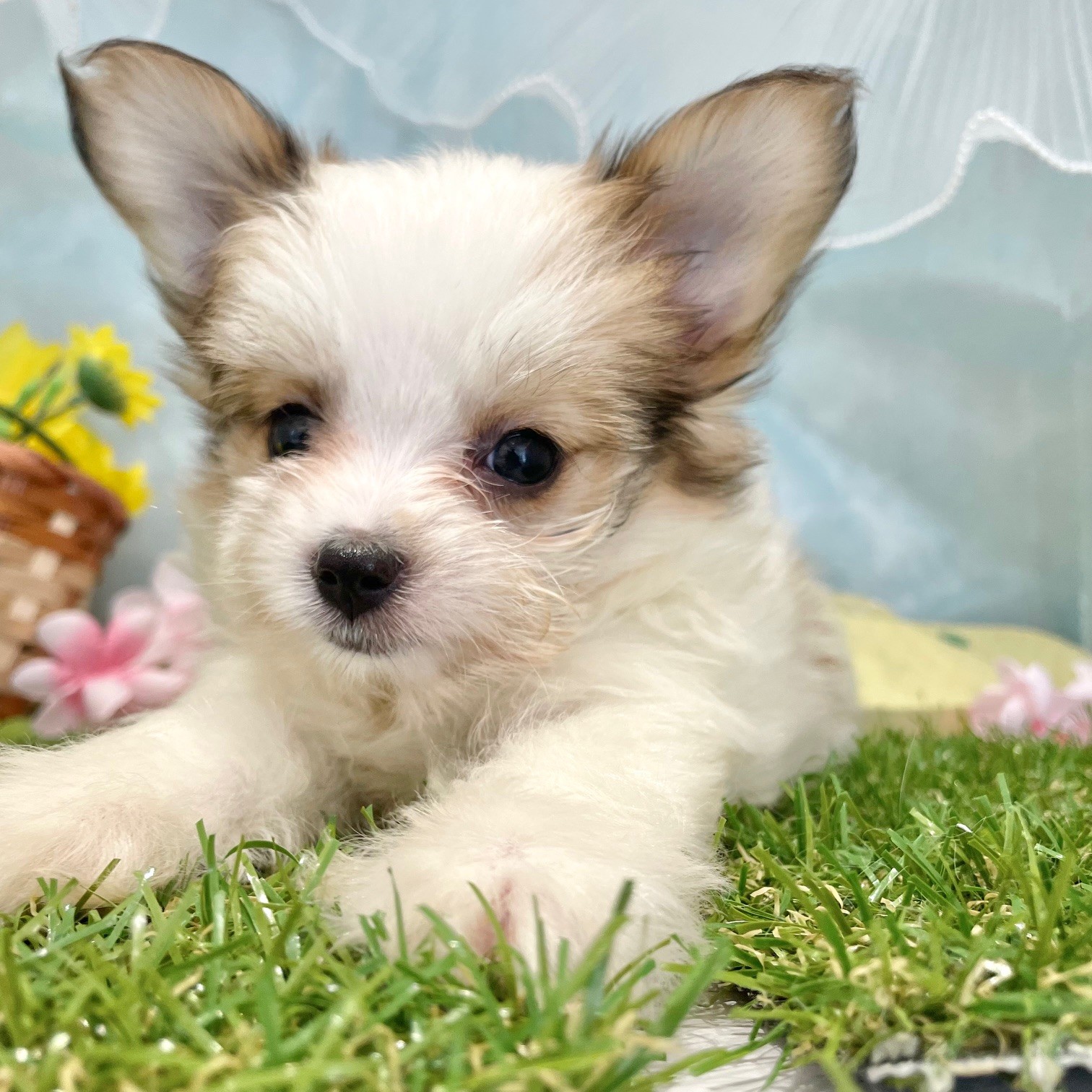 福岡県のハーフ犬・ミックス犬 (犬の家＆猫の里くりえいと宗像店/2026年5月15日生まれ/女の子/ホワイトレッド)の子犬の2枚目の画像