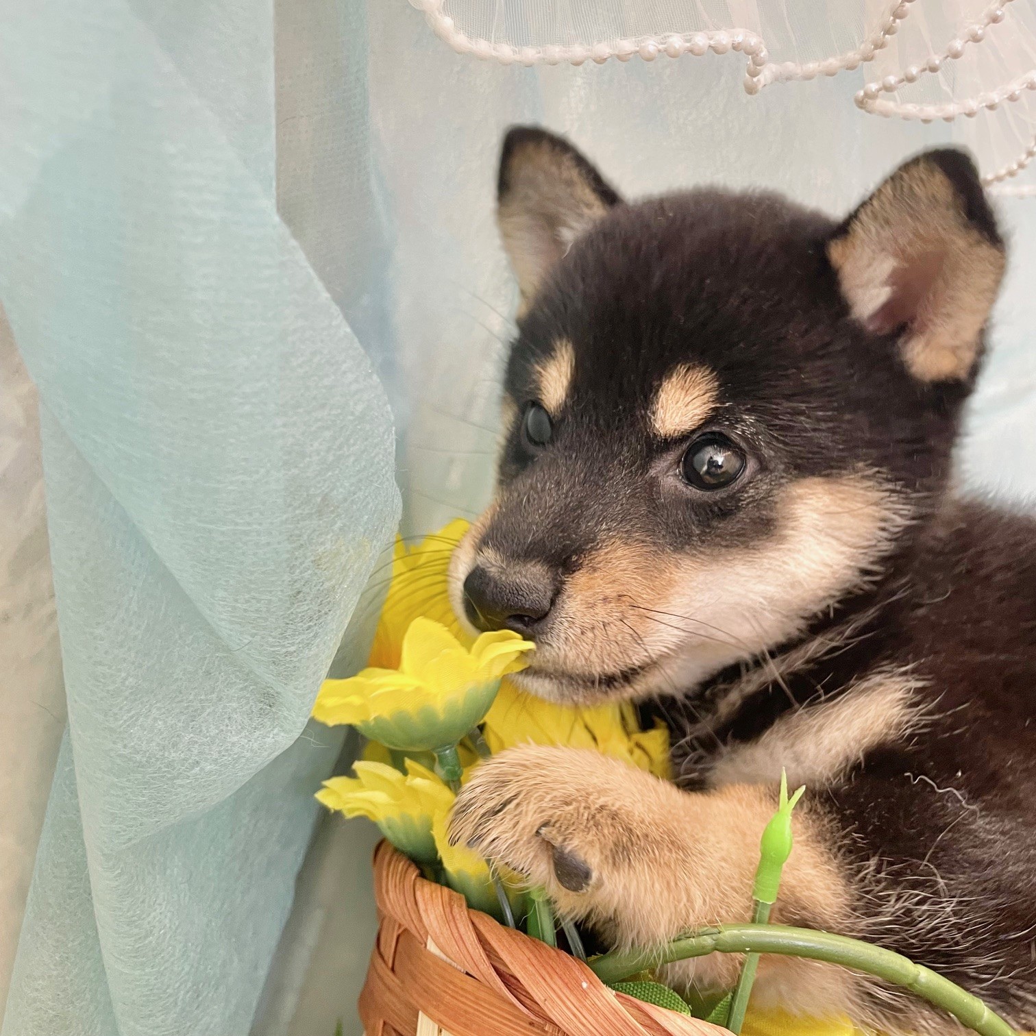 福岡県の豆柴 (犬の家＆猫の里くりえいと宗像店/2026年5月13日生まれ/男の子/黒)の子犬の2枚目の画像