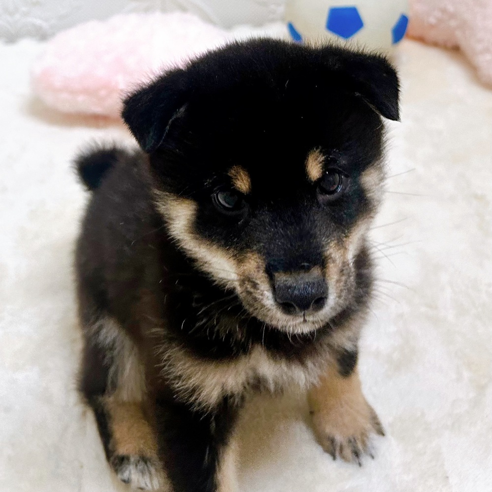 愛知県の豆柴 (犬の家＆猫の里岡崎店/2026年5月13日生まれ/男の子/黒)の子犬の2枚目の画像