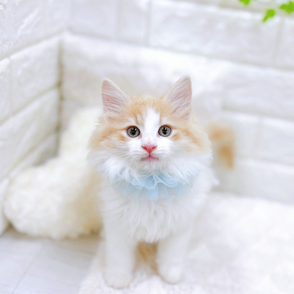 福井県のノルウェージャンフォレストキャット (犬の家＆猫の里アミーゴ福井店/2026年5月11日生まれ/男の子/クリームタビーホワイト)の子猫の1枚目の画像