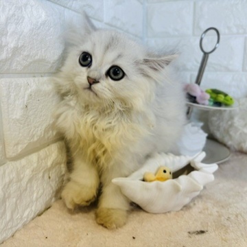 東京都のペルシャ (犬の家＆猫の里新宿店/2026年5月17日生まれ/女の子/チンチラシルバー)の子猫の2枚目の画像