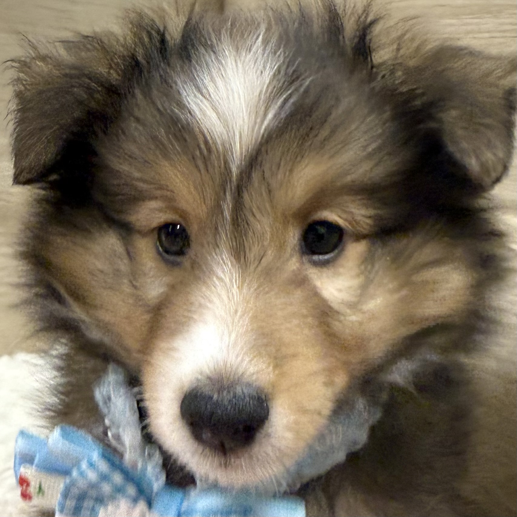 大阪府のシェットランドシープドッグ (犬の家＆猫の里そよら東岸和田店/2026年5月13日生まれ/男の子/セーブルホワイト)の子犬の2枚目の画像