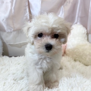 兵庫県のマルプー(マルチーズ×プードル) (犬の家＆猫の里カナート西神戸店/2026年5月15日生まれ/男の子/クリーム)の子犬の2枚目の画像