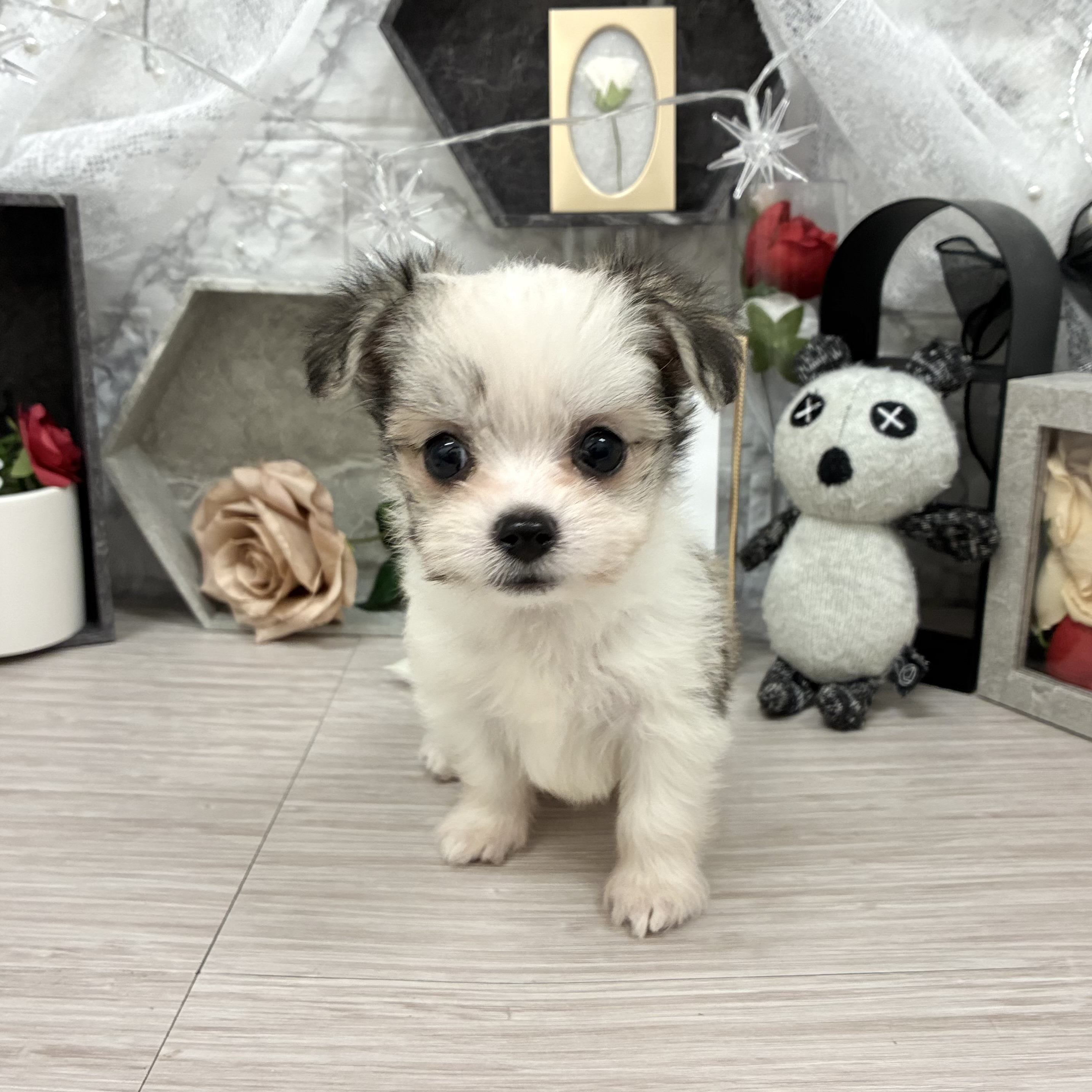 千葉県のチワマル/マルチワ(チワワ×マルチーズ) (犬の家＆猫の里ワンズモール稲毛店/2026年5月19日生まれ/女の子/パーティーカラー)の子犬の1枚目の画像