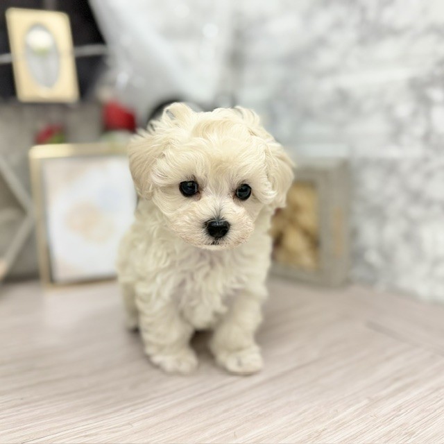 千葉県のマルプー(マルチーズ×プードル) (犬の家＆猫の里ワンズモール稲毛店/2026年5月18日生まれ/女の子/ホワイト)の子犬の2枚目の画像