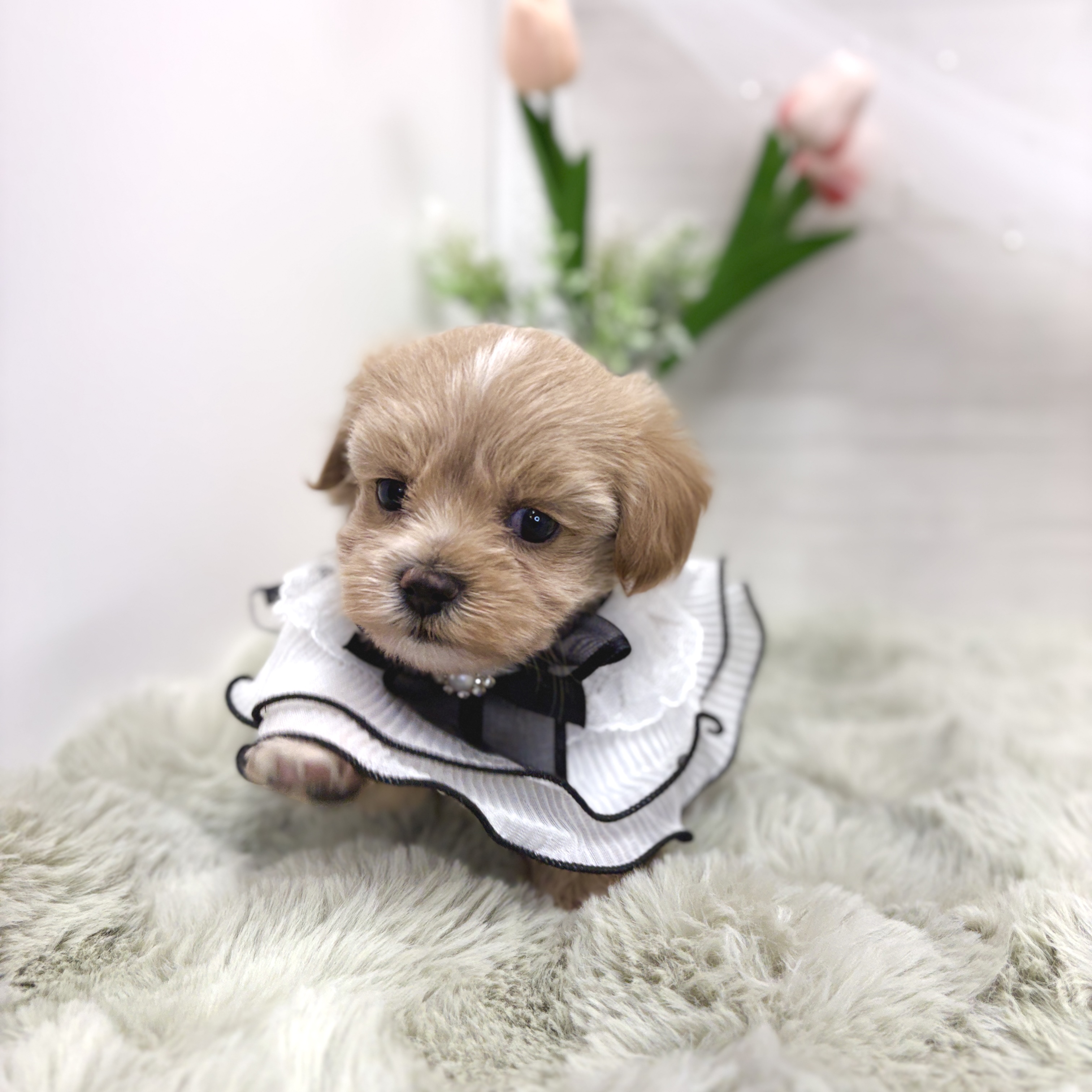 神奈川県のマルプー(マルチーズ×プードル) (犬の家＆猫の里相模原店/2026年5月15日生まれ/女の子/クリーム)の子犬の2枚目の画像