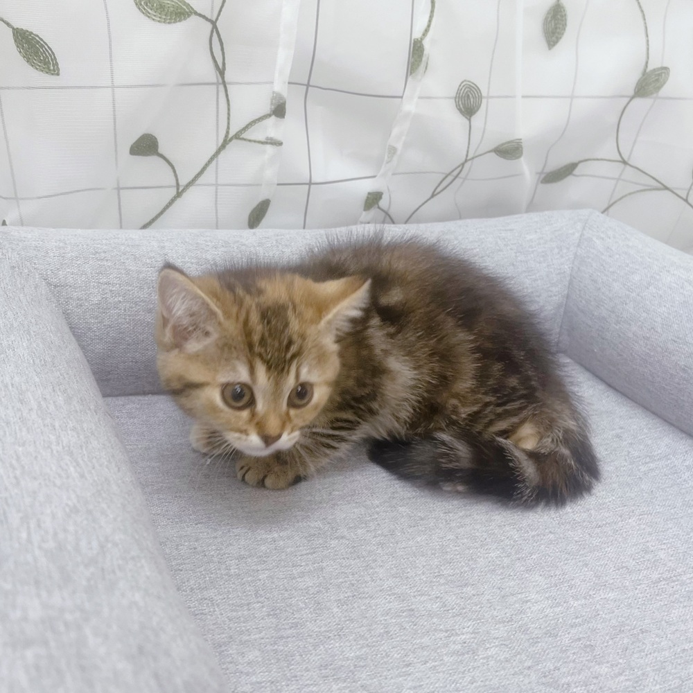 長野県のマンチカン (犬の家＆猫の里塩尻店/2026年5月13日生まれ/女の子/ブラウンタビー)の子猫の2枚目の画像