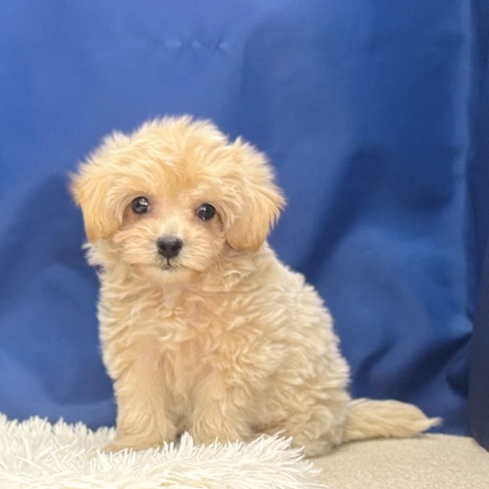 岐阜県のマルプー(マルチーズ×プードル) (犬の家＆猫の里中津川店/2026年5月18日生まれ/男の子/アプリコット)の子犬の1枚目の画像