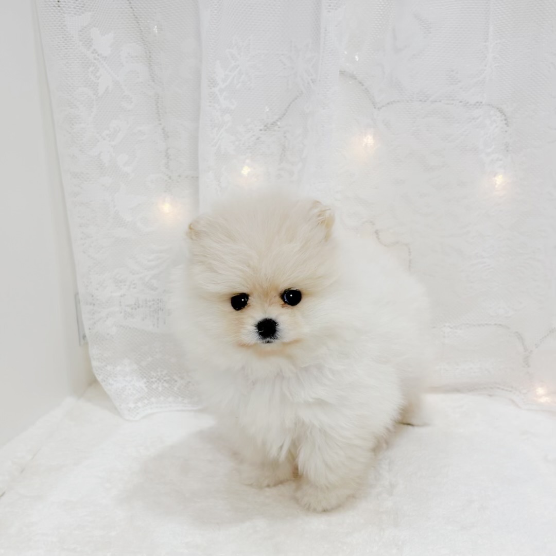 千葉県のポメラニアン (犬の家＆猫の里BIGHOPガーデンモール印西店/2026年5月19日生まれ/女の子/クリーム)の子犬の2枚目の画像