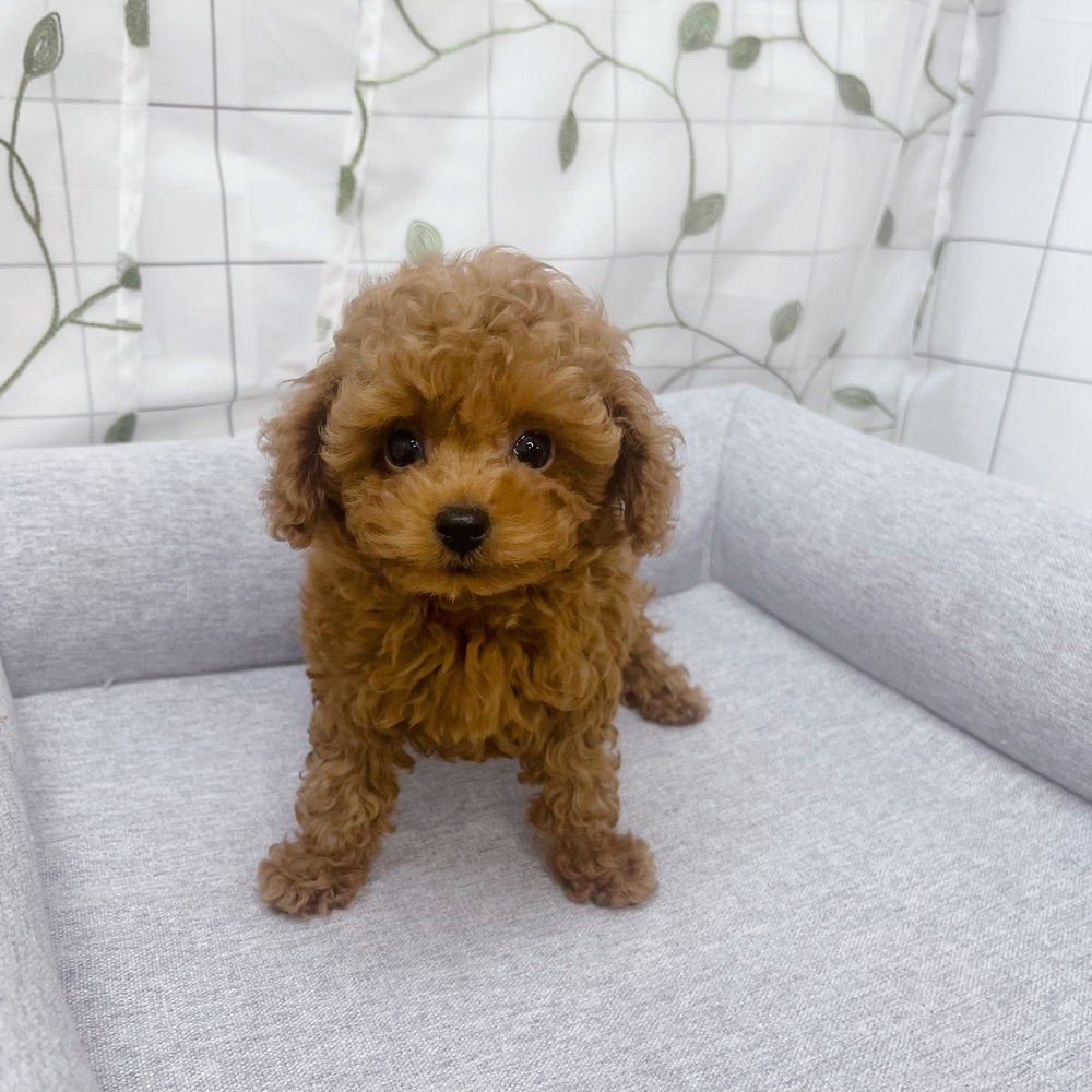 長野県のトイプードル(トイ) (犬の家＆猫の里塩尻店/2026年5月19日生まれ/女の子/レッド)の子犬の2枚目の画像