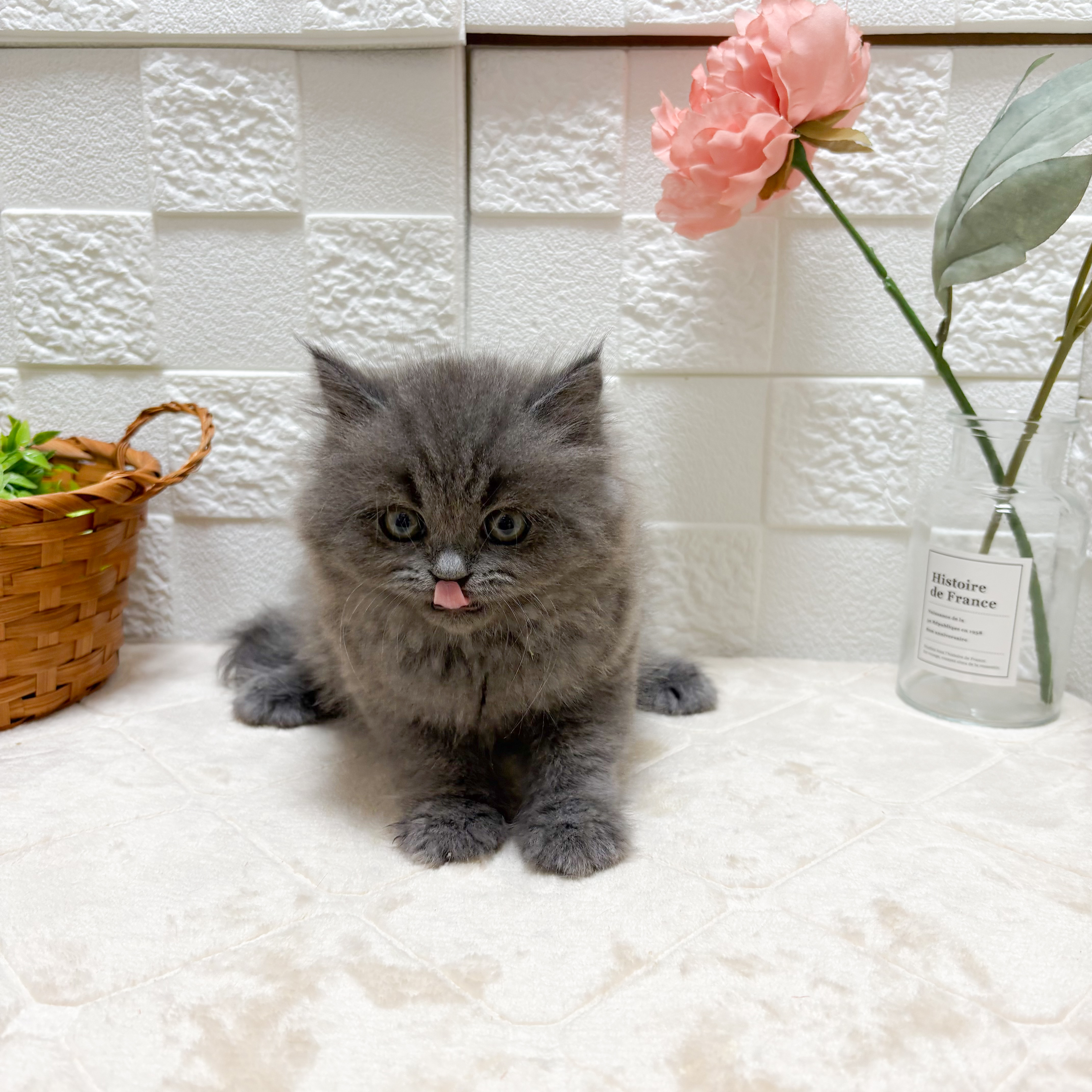 東京都のスコティッシュフォールド (犬の家＆猫の里ペットフォレスト小平店/2026年5月18日生まれ/男の子/ブルー)の子猫の2枚目の画像