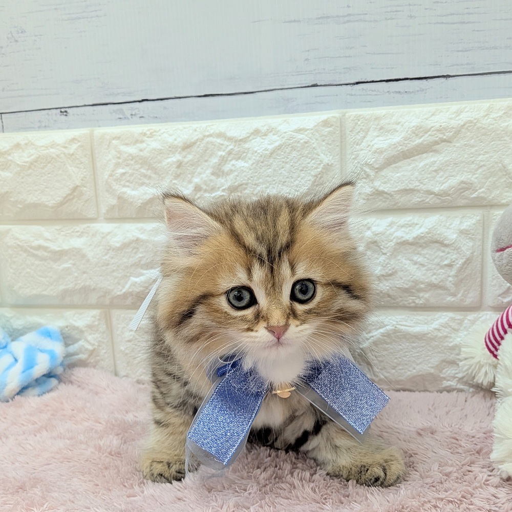 静岡県のミヌエット (犬の家＆猫の里アミーゴ浜松和田店/2026年5月15日生まれ/男の子/チンチラゴールデン)の子猫の2枚目の画像