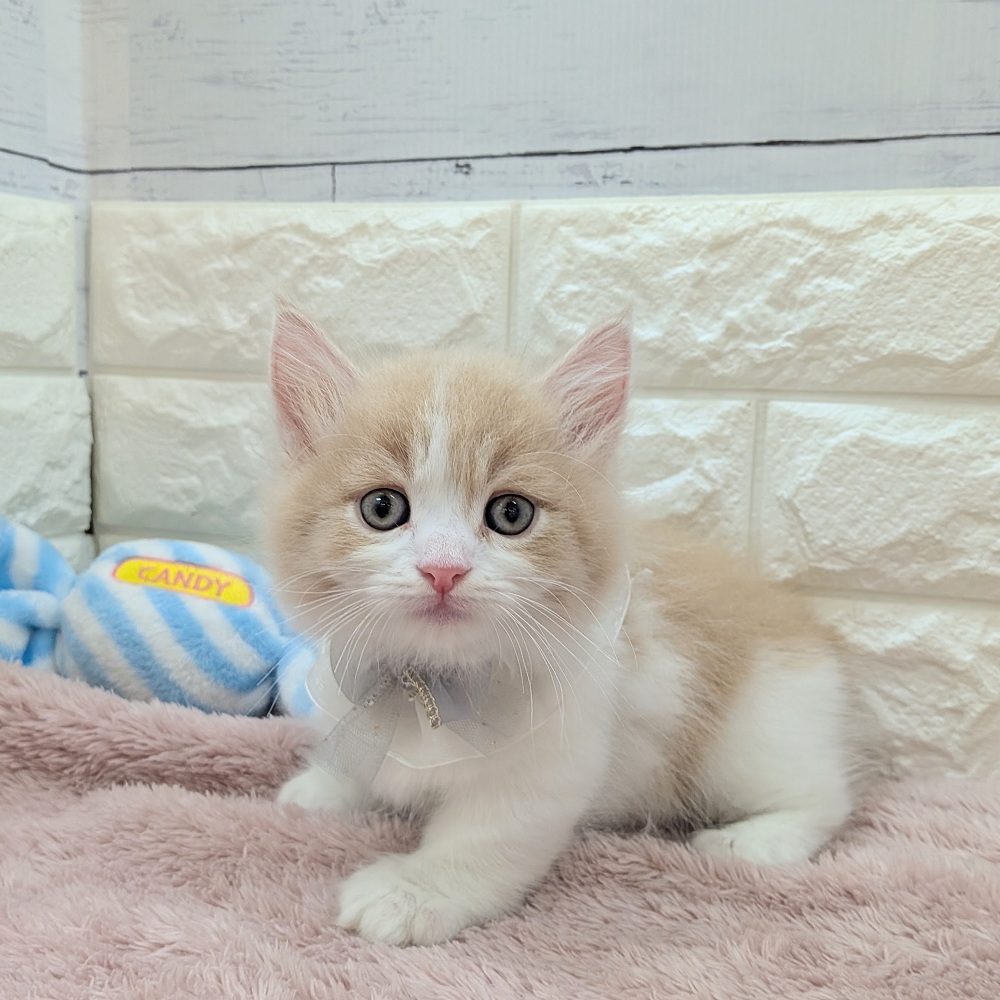 静岡県のマンチカン (犬の家＆猫の里アミーゴ浜松和田店/2026年5月14日生まれ/男の子/クリームタビーホワイト)の子猫の2枚目の画像