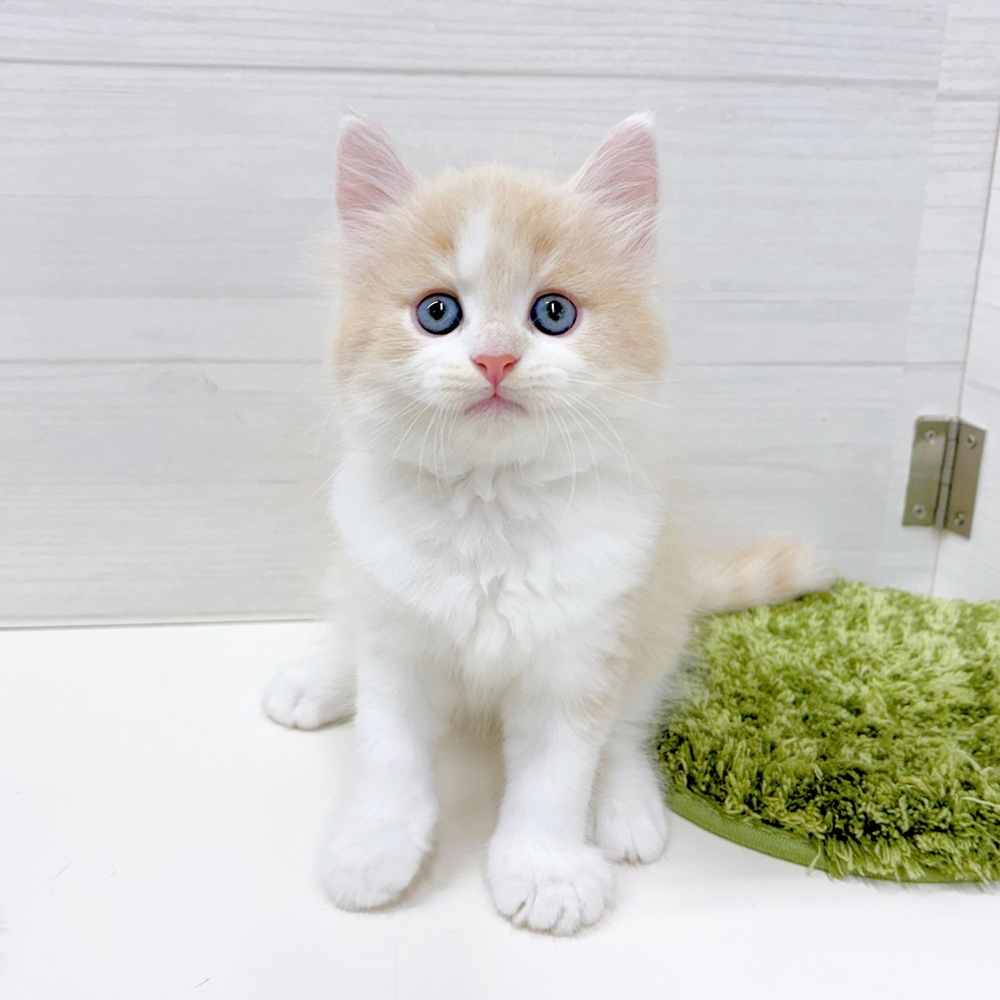 石川県のマンチカン (犬の家＆猫の里アミーゴ金沢おこばた店/2026年5月14日生まれ/男の子/クリームタビーホワイト)の子猫の2枚目の画像