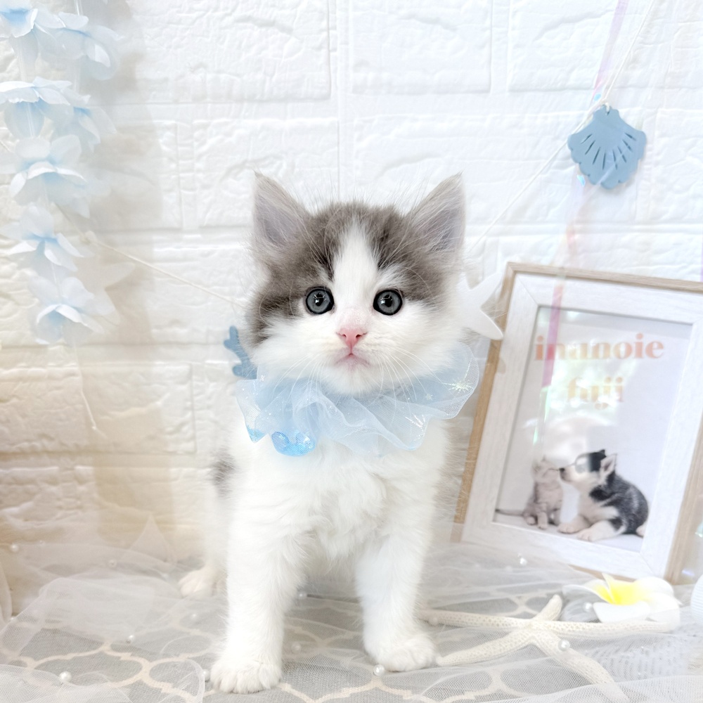静岡県のマンチカン (犬の家＆猫の里富士店/2026年5月14日生まれ/男の子/ブルータビーホワイト)の子猫の1枚目の画像