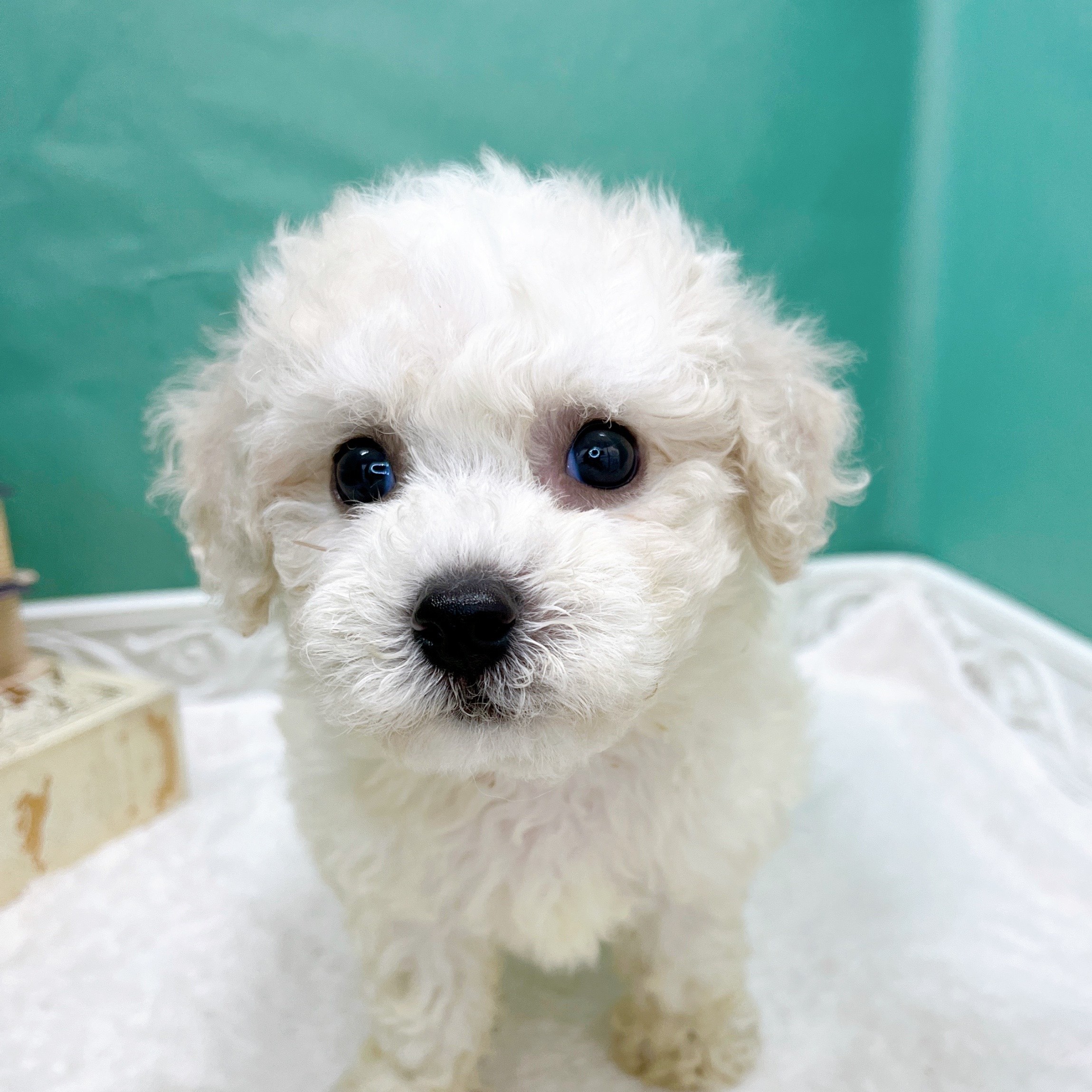 石川県のビションフリーゼ (犬の家＆猫の里アミーゴ金沢有松店/2026年5月18日生まれ/女の子/ホワイト)の子犬の1枚目の画像