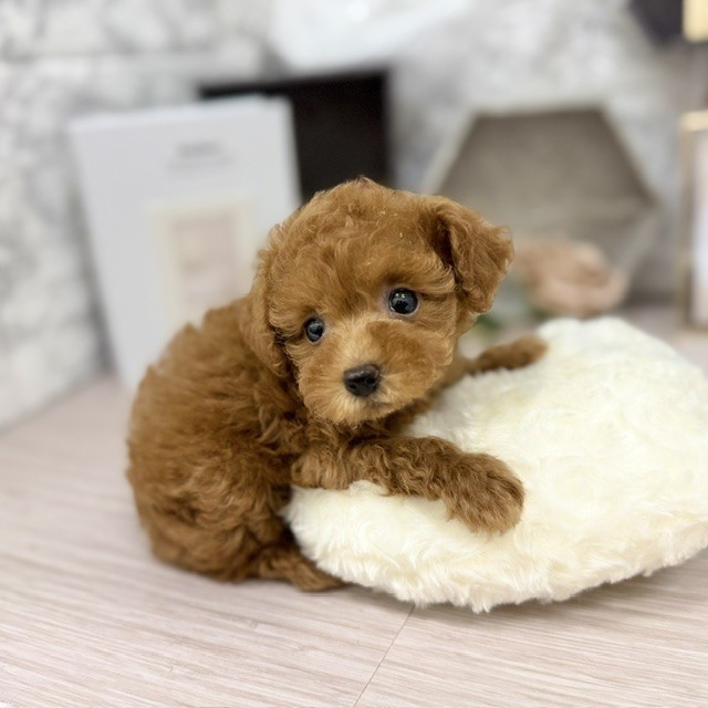 千葉県のトイプードル(トイ) (犬の家＆猫の里ワンズモール稲毛店/2026年5月19日生まれ/女の子/レッド)の子犬の2枚目の画像