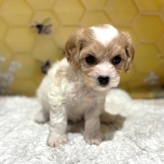 福岡県のハーフ犬・ミックス犬 (犬の家＆猫の里トリアス久山店/2026年5月19日生まれ/女の子/レッドホワイト)の子犬の2枚目の画像
