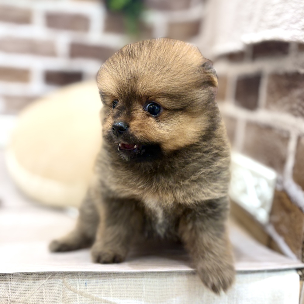三重県のポメラニアン (犬の家＆猫の里三重桑名店/2026年5月18日生まれ/男の子/オレンジ)の子犬の2枚目の画像