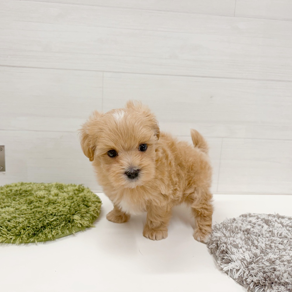 石川県のマルプー(マルチーズ×プードル) (犬の家＆猫の里アミーゴ金沢おこばた店/2026年5月19日生まれ/男の子/アプリコット)の子犬の2枚目の画像