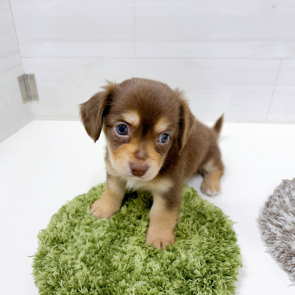 石川県のチワックス(チワワ×ダックス) (犬の家＆猫の里アミーゴ金沢おこばた店/2026年5月19日生まれ/女の子/チョコレートタン)の子犬の2枚目の画像