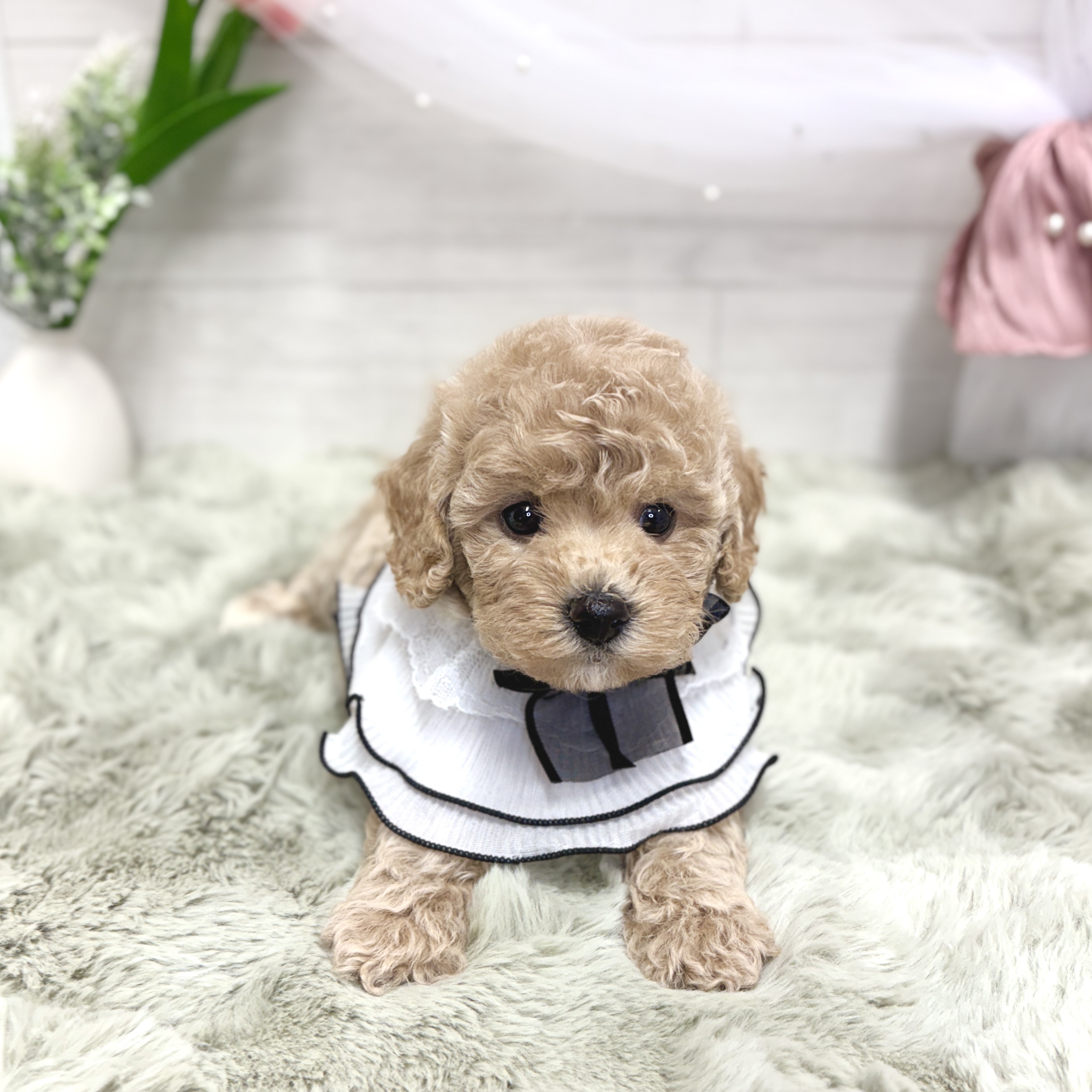神奈川県のビションプー(ビションフリーゼ×プードル) (犬の家＆猫の里相模原店/2026年5月18日生まれ/女の子/アプリコット)の子犬の2枚目の画像