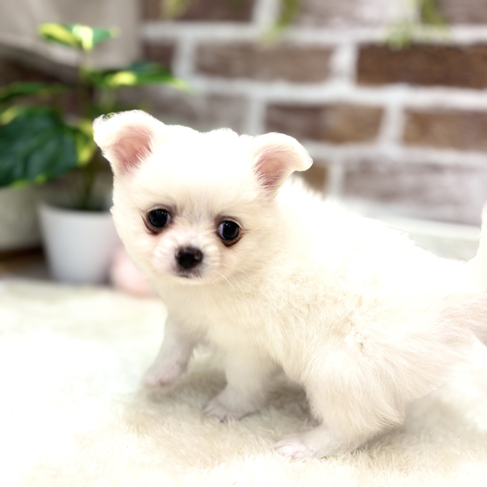 三重県のポメチワ/チワポメ/ポメチー(ポメラニアン×チワワ) (犬の家＆猫の里三重桑名店/2026年5月19日生まれ/男の子/クリームホワイト)の子犬の2枚目の画像