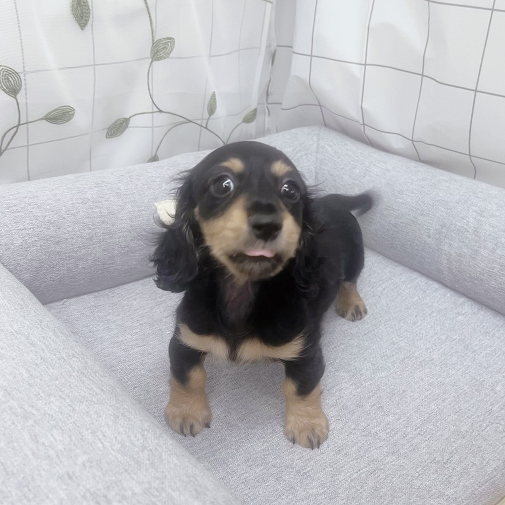 長野県のミニチュアダックスフンド(ロング) (犬の家＆猫の里塩尻店/2026年5月13日生まれ/男の子/ブラックイエロー)の子犬の2枚目の画像