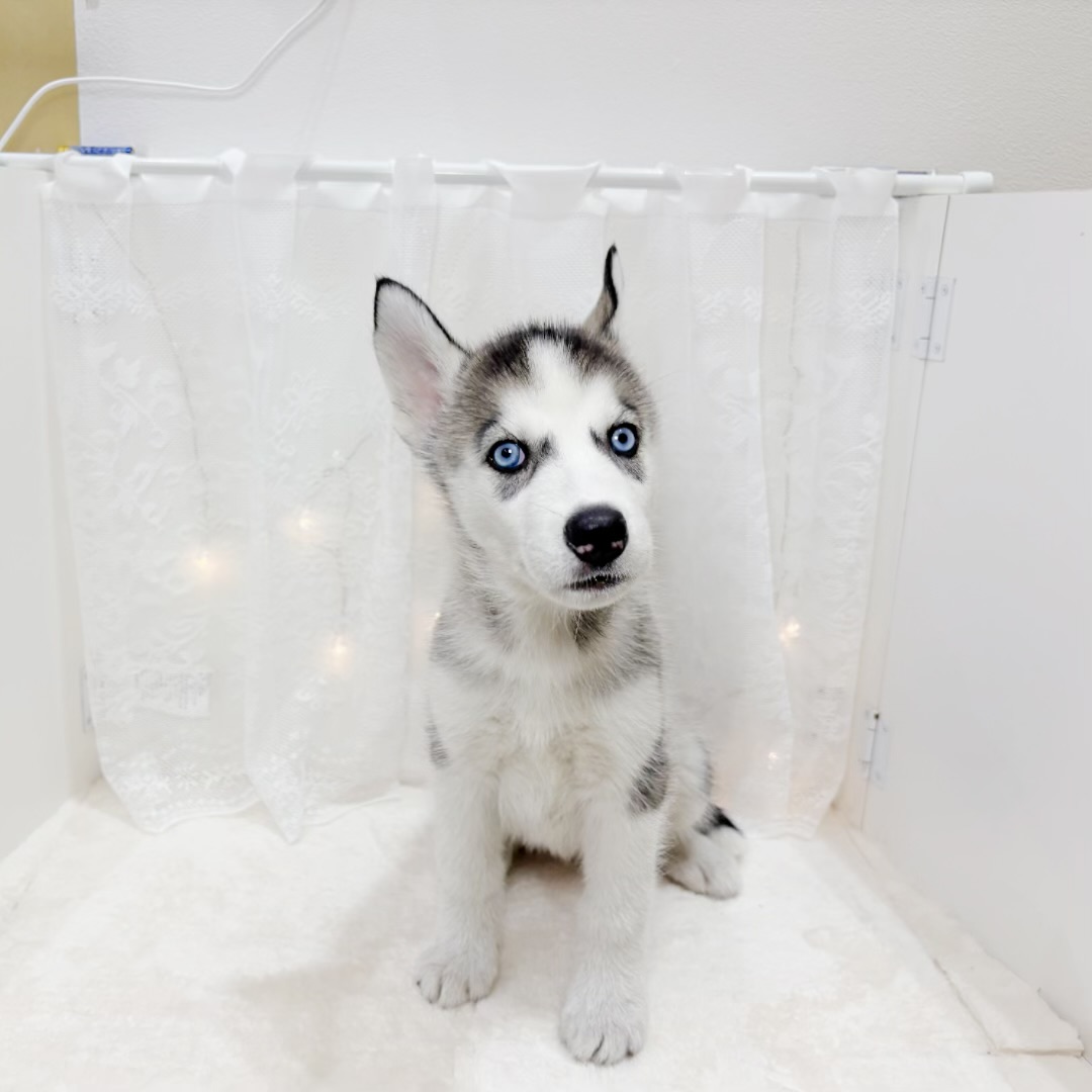 千葉県のシベリアンハスキー (犬の家＆猫の里BIGHOPガーデンモール印西店/2026年5月19日生まれ/女の子/シルバーホワイト)の子犬の2枚目の画像