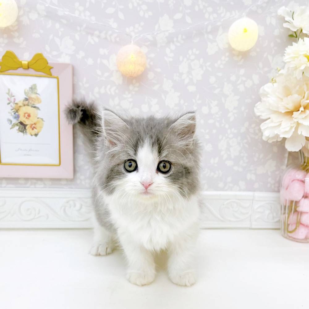 富山県のスコティッシュフォールド (犬の家＆猫の里富山店/2026年5月18日生まれ/女の子/ブルーホワイト)の子猫の1枚目の画像