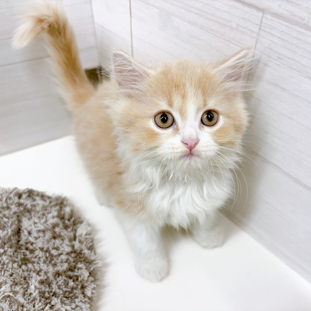 石川県のスコティッシュフォールド (犬の家＆猫の里アミーゴ金沢おこばた店/2026年5月18日生まれ/男の子/クリームホワイト)の子猫の2枚目の画像