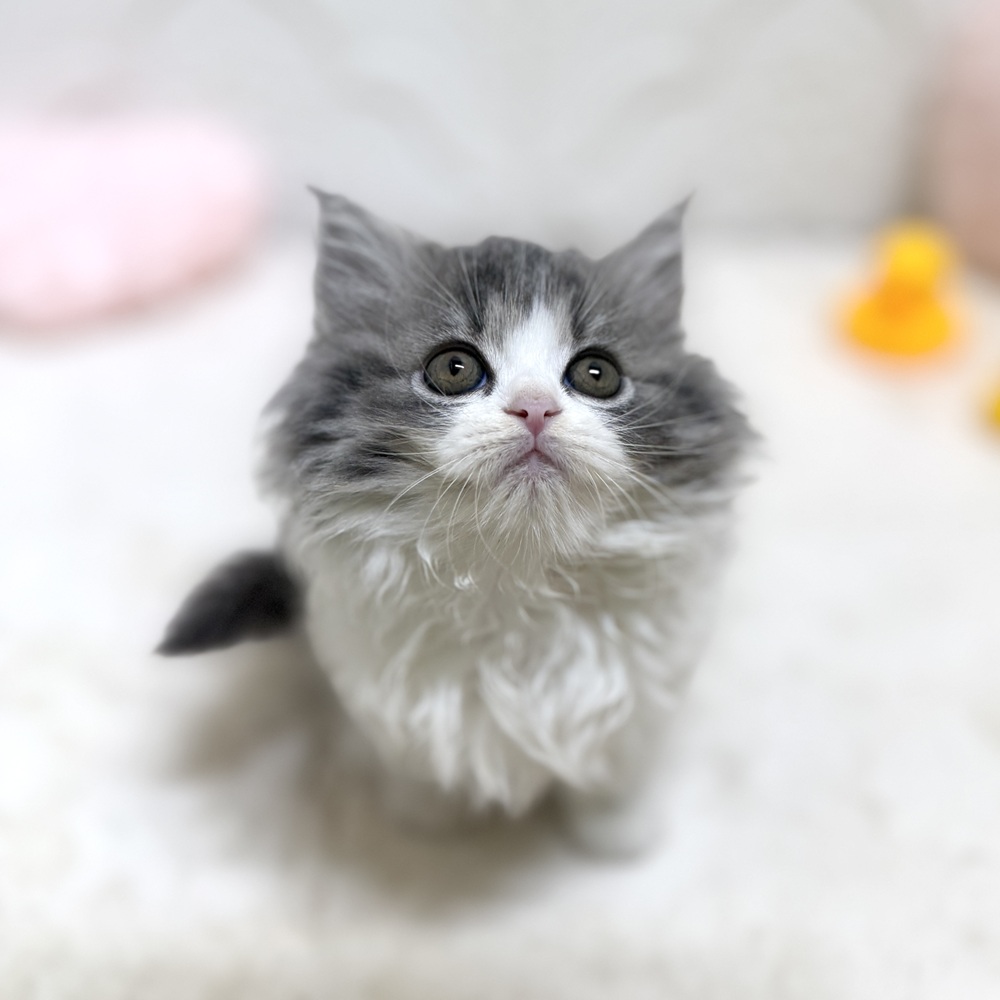 愛知県のスコティッシュフォールド (犬の家＆猫の里岡崎店/2026年5月18日生まれ/女の子/ブルーホワイト)の子猫の2枚目の画像