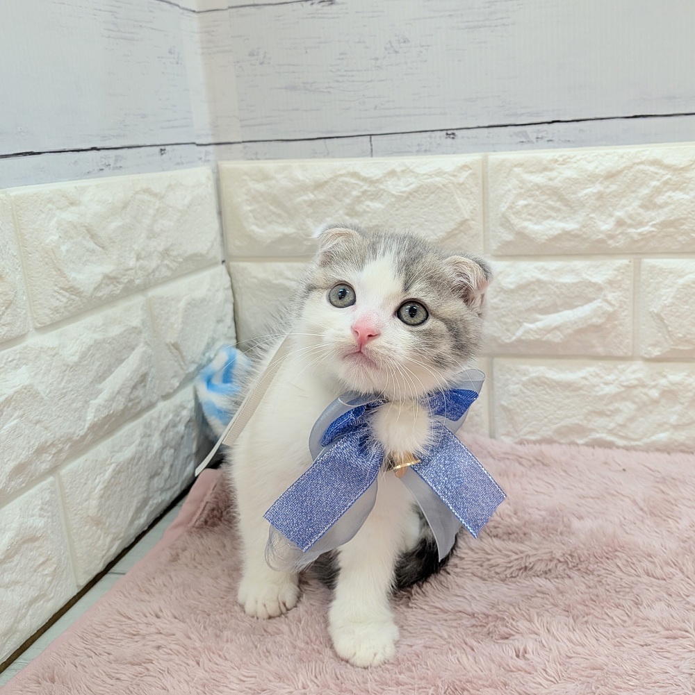 静岡県のスコティッシュフォールド (犬の家＆猫の里アミーゴ浜松和田店/2026年5月19日生まれ/男の子/ブルータビーホワイト)の子猫の2枚目の画像