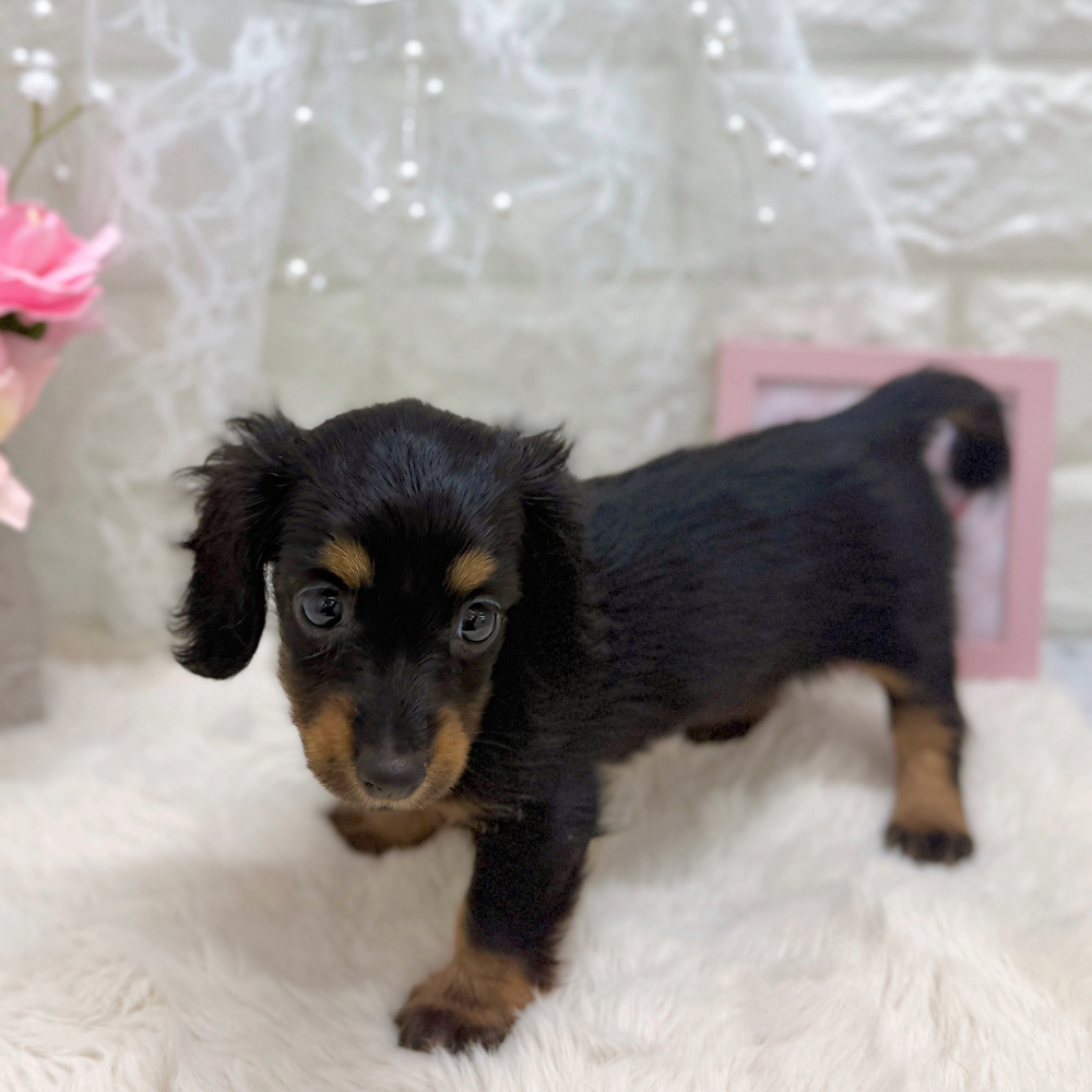 福井県のカニンヘンダックスフンド(ロング) (犬の家＆猫の里アミーゴ福井大和田店/2026年5月18日生まれ/女の子/ブラックタン)の子犬の2枚目の画像