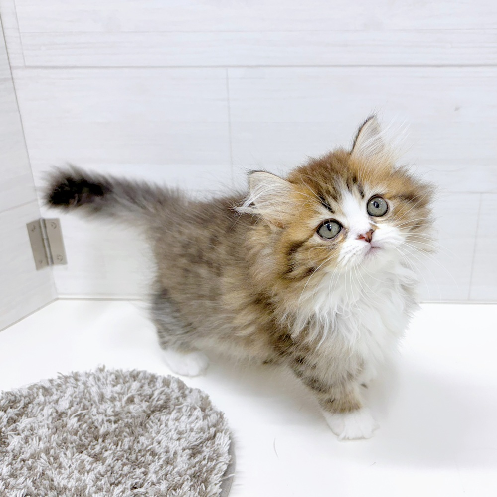 石川県のミヌエット (犬の家＆猫の里アミーゴ金沢おこばた店/2026年5月15日生まれ/女の子/ブラウンタビーホワイト)の子猫の2枚目の画像