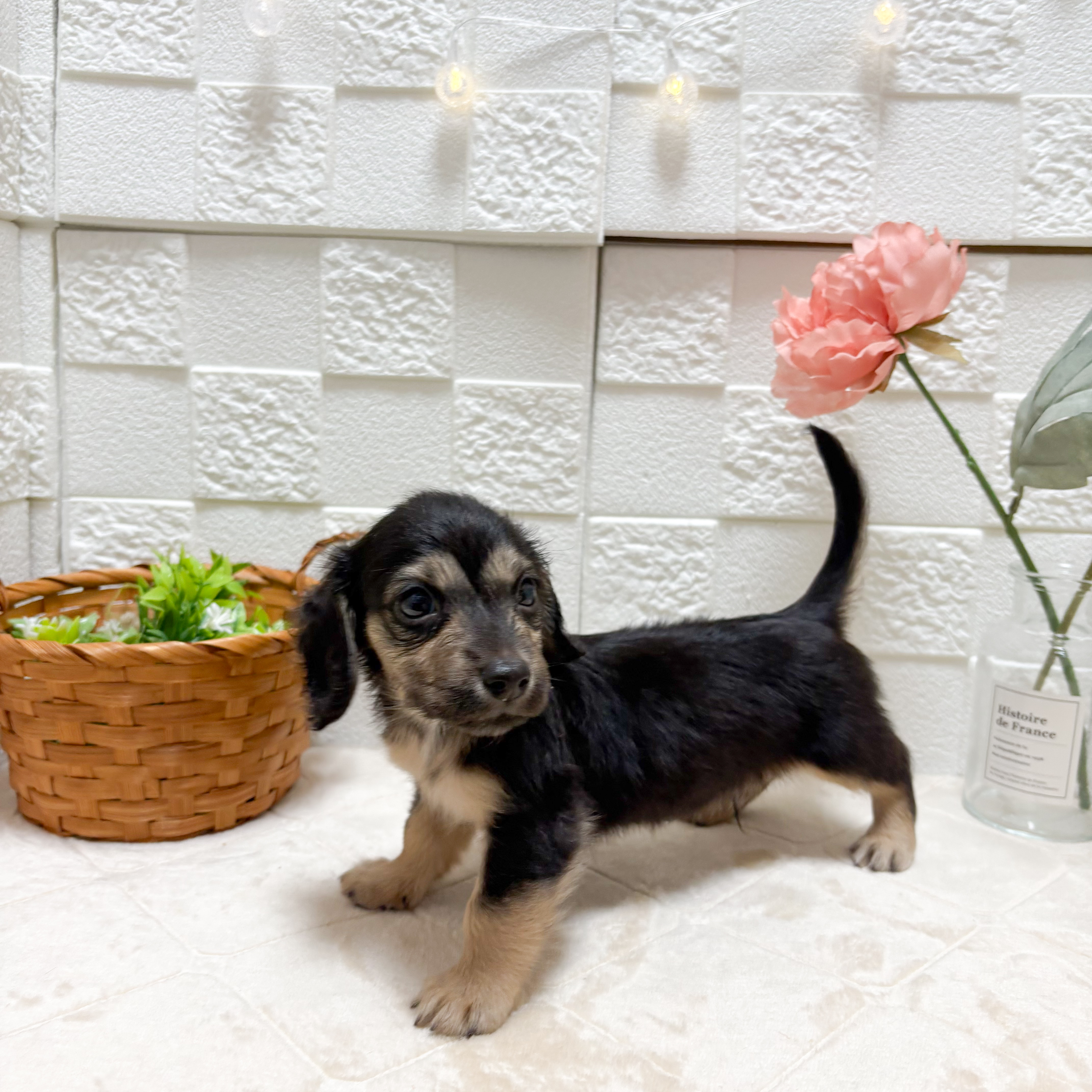 東京都のミニチュアダックスフンド(ロング) (犬の家＆猫の里ペットフォレスト小平店/2026年5月18日生まれ/男の子/ブラックイエロー)の子犬の2枚目の画像