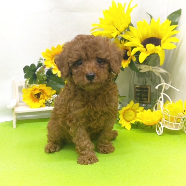 静岡県のトイプードル(トイ) (犬の家＆猫の里藤枝店/2026年5月18日生まれ/男の子/レッド)の子犬の2枚目の画像