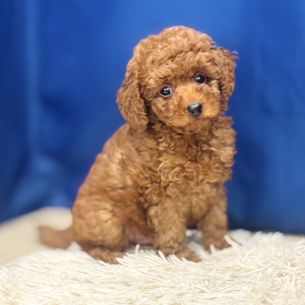 岐阜県のトイプードル(トイ) (犬の家＆猫の里中津川店/2026年5月17日生まれ/男の子/レッド)の子犬の1枚目の画像