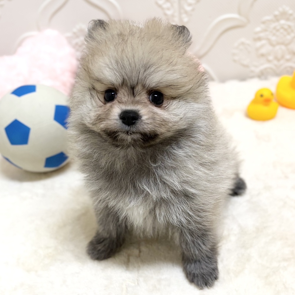 愛知県のポメラニアン (犬の家＆猫の里岡崎店/2026年5月18日生まれ/女の子/クリームセーブル)の子犬の2枚目の画像