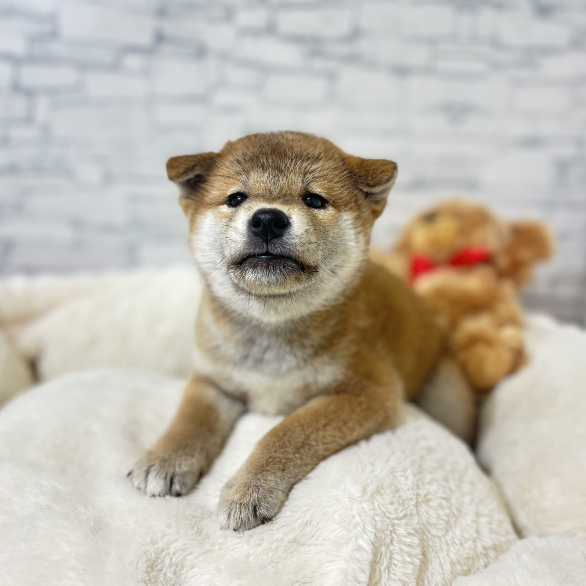 生体画像２