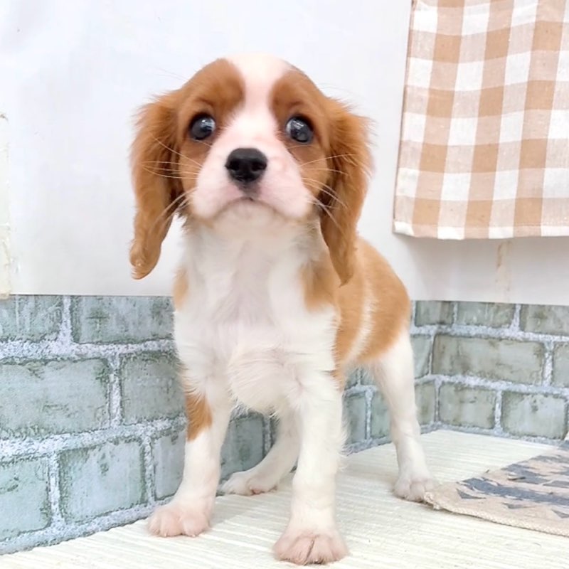 愛知県のキャバリアキングチャールズスパニエル (犬の家＆猫の里碧南店/2026年5月19日生まれ/女の子/ブレンハイム)の子犬の2枚目の画像