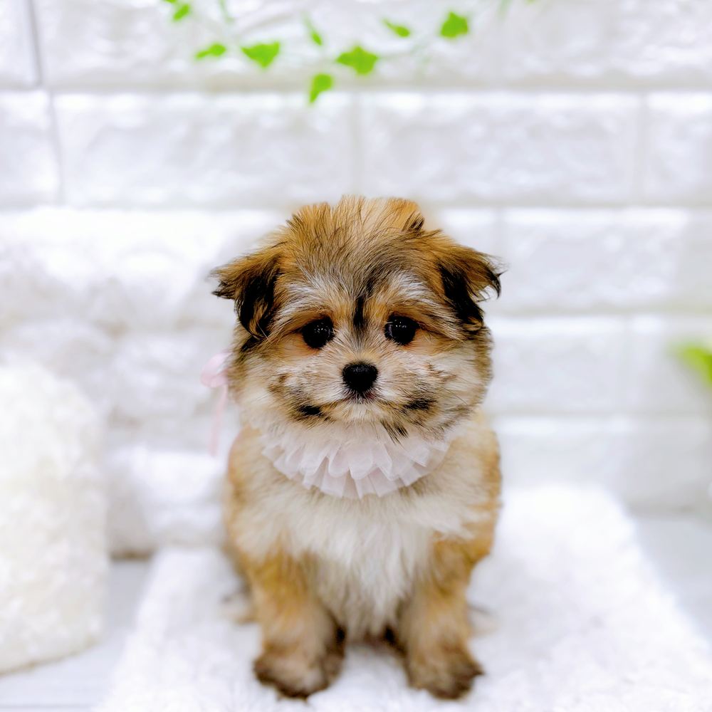 ポメマル/マルポメ(ポメラニアン×マルチーズ)の子犬を価格や特徴で探す