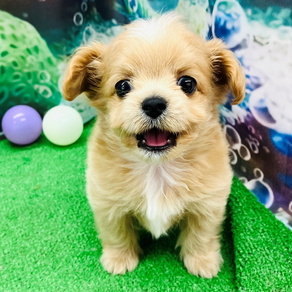 愛知県のチワプー/プーチー(チワワ×プードル) (犬の家＆猫の里名古屋天白店/2026年5月19日生まれ/男の子/アプリコットホワイト)の子犬の2枚目の画像