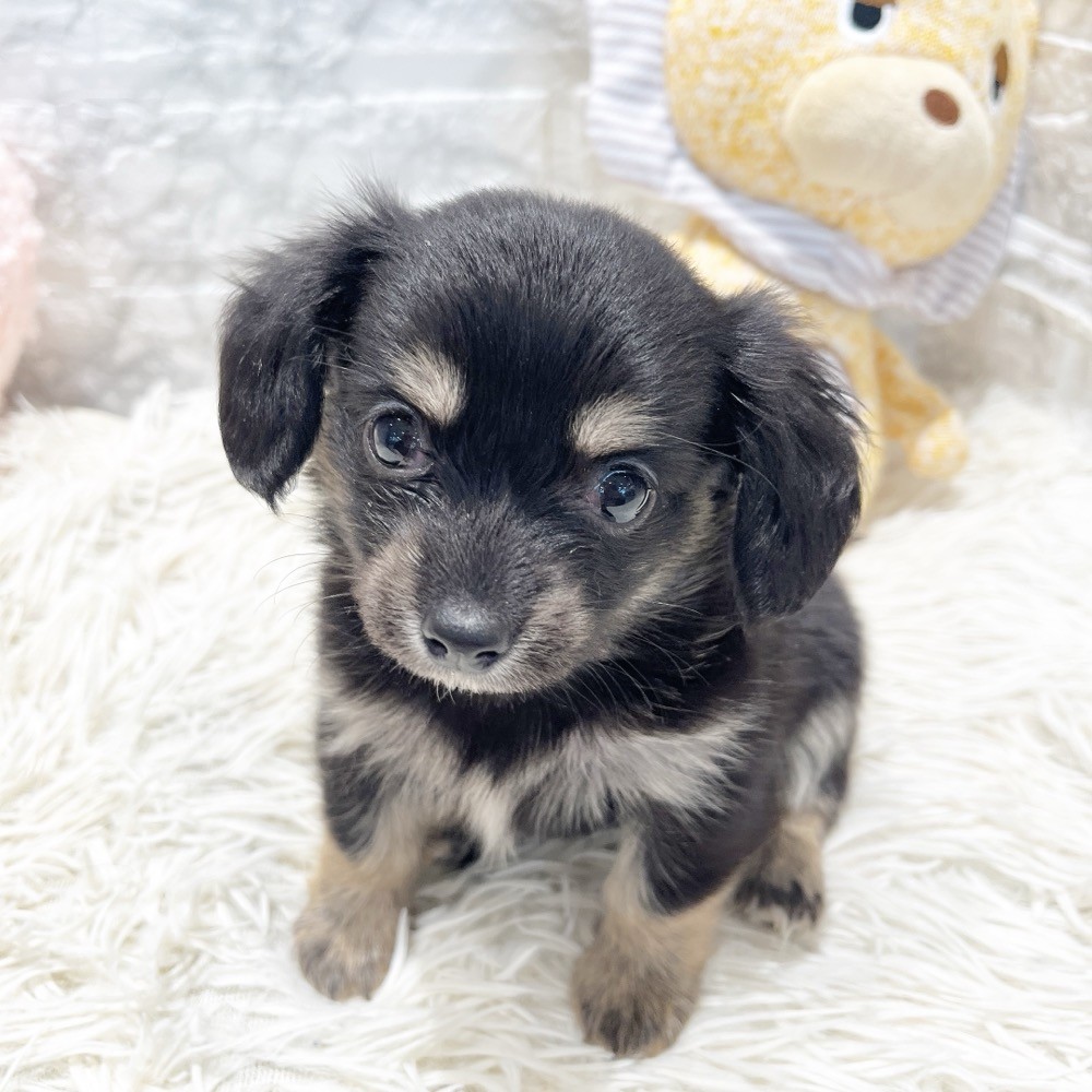 愛知県のチワックス(チワワ×ダックス) (犬の家＆猫の里MiO香久山店/2026年5月19日生まれ/女の子/ブラックタン)の子犬の1枚目の画像