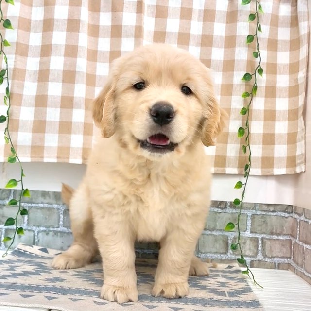 愛知県のゴールデンレトリバー (犬の家＆猫の里碧南店/2026年5月20日生まれ/女の子/ゴールデン)の子犬の2枚目の画像