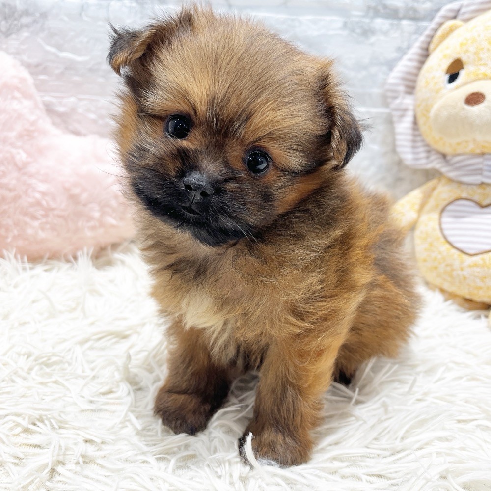 愛知県のハーフ犬・ミックス犬 (犬の家＆猫の里MiO香久山店/2026年5月20日生まれ/男の子/レッド)の子犬の1枚目の画像