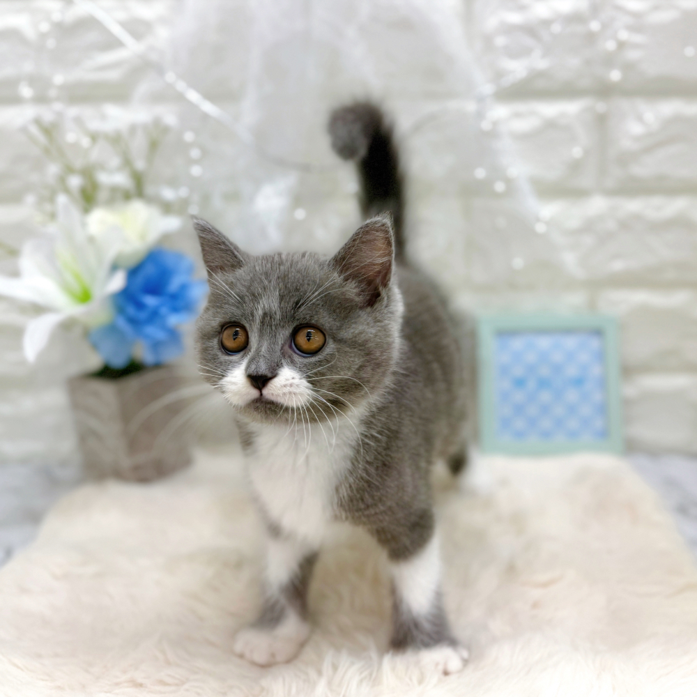福井県のセルカークレックス (犬の家＆猫の里アミーゴ福井大和田店/2026年5月8日生まれ/男の子/ブルーホワイト)の子猫の2枚目の画像