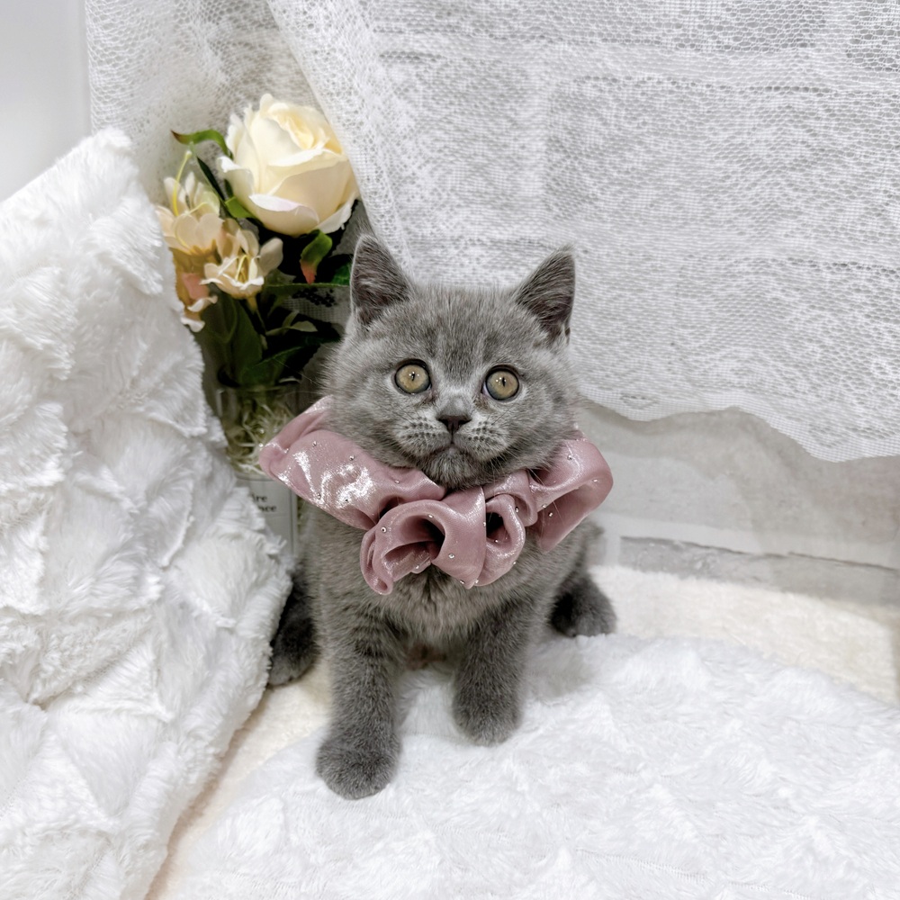 滋賀県のブリティッシュショートヘアー (犬の家＆猫の里長浜店/2026年5月20日生まれ/女の子/ブルー)の子猫の2枚目の画像